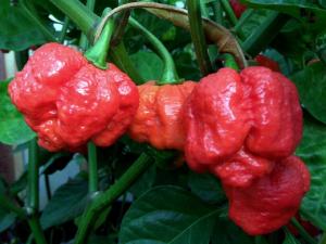 Piment Trinidad Scorpion Moruga Frais